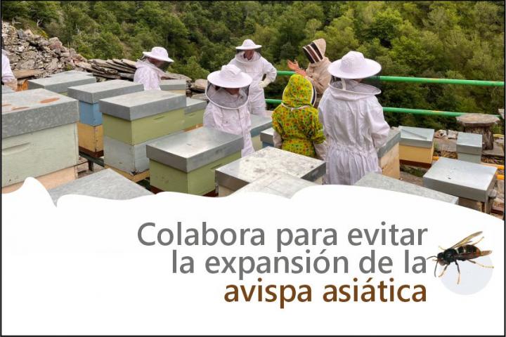 Avispa asiatica
